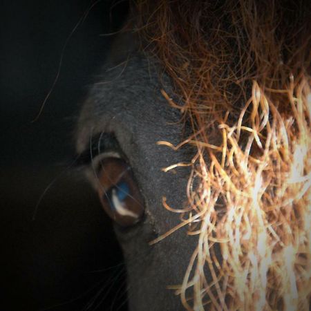 Sterrenhoeve Castricum Bagian luar foto